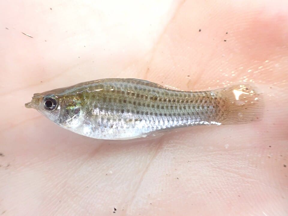 Sailfin Molly