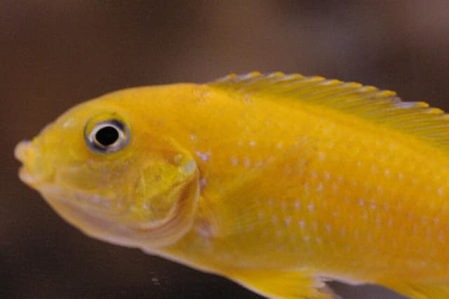 Saulosi Cichlid
