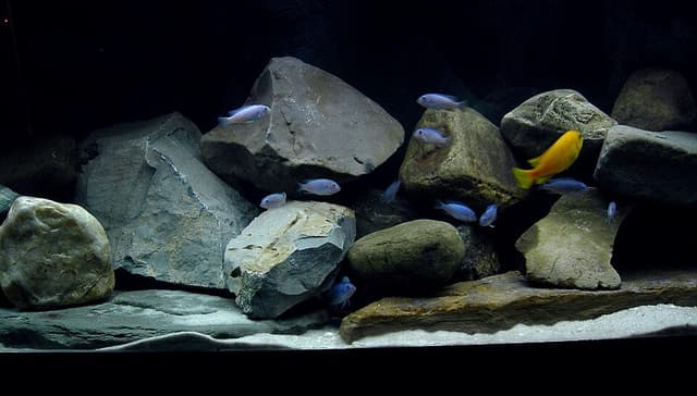 Saulosi Cichlid