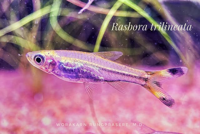 Scissortail Rasbora