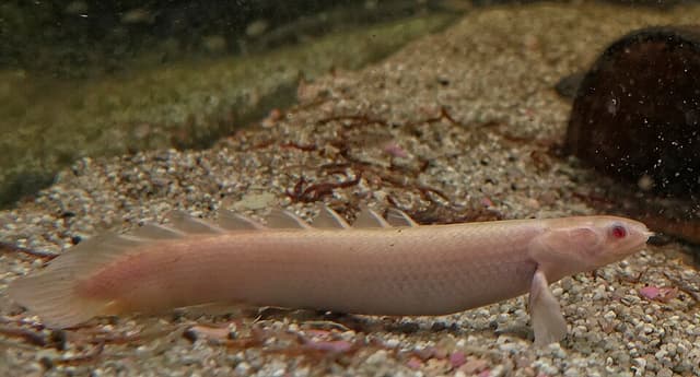 Senegal Bichir