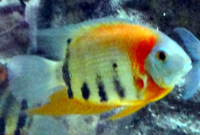Severum