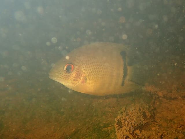 Severum