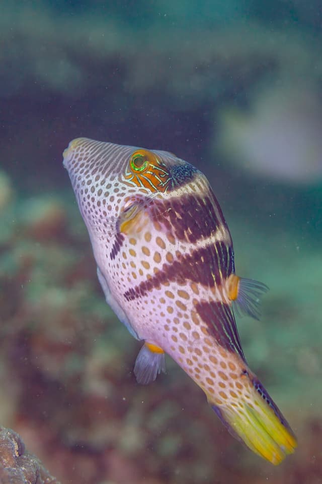 Sharpnose Puffer