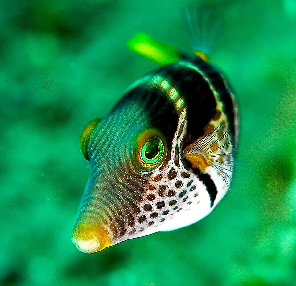 Sharpnose Puffer