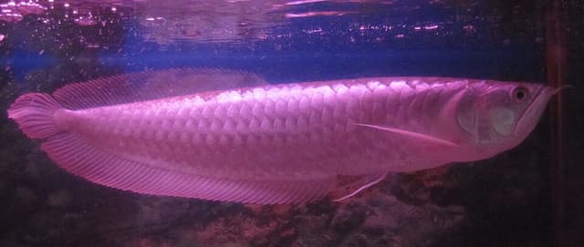 Silver Arowana