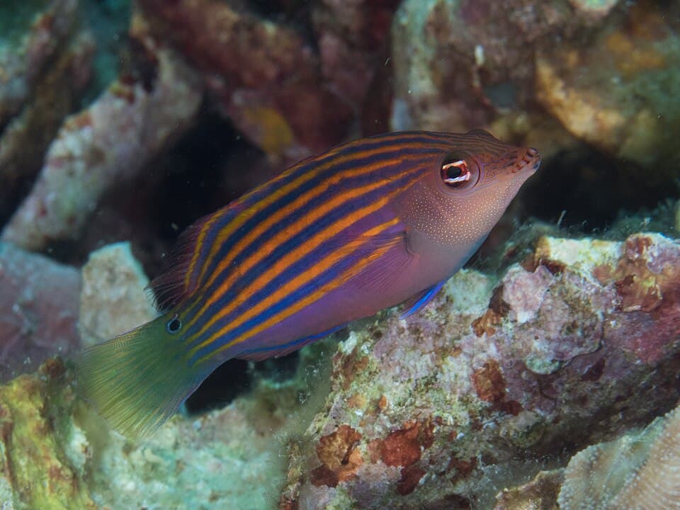 Sixline Wrasse