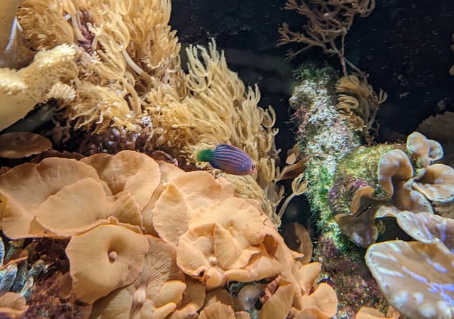 Sixline Wrasse