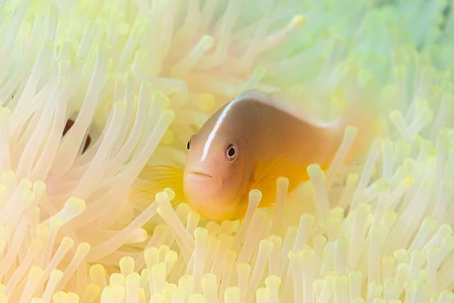 Skunk Clownfish