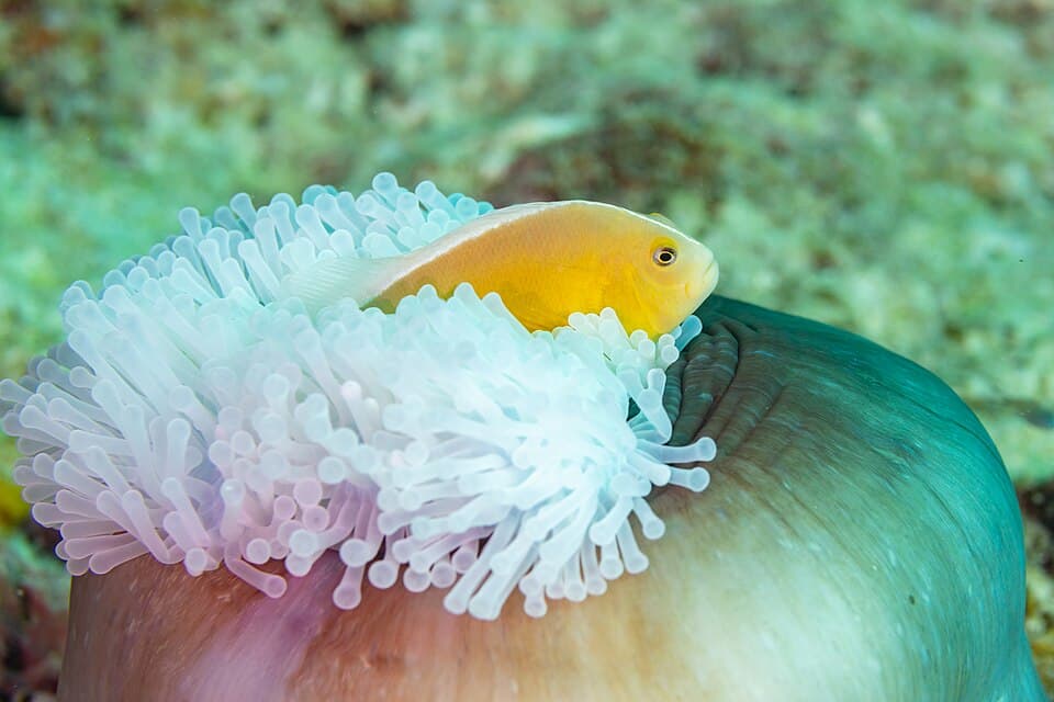 Skunk Clownfish