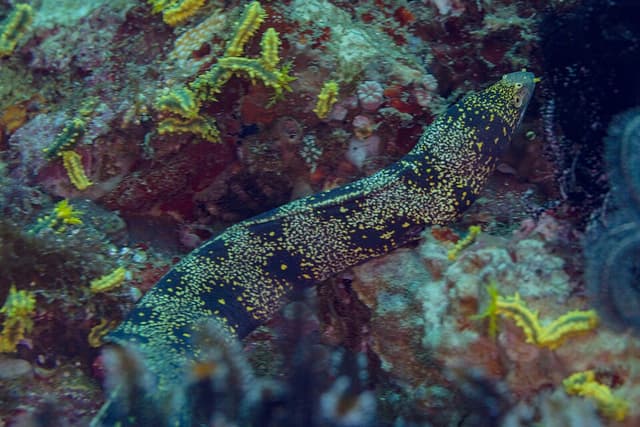 Snowflake Eel