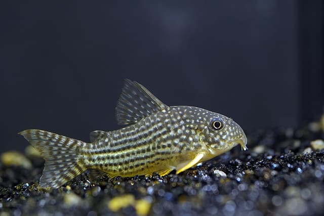 Sterbai Corydoras