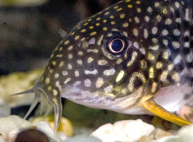 Sterbai Corydoras