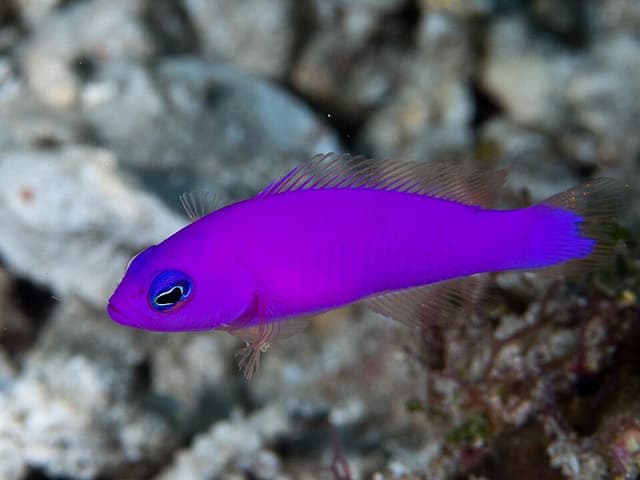 Strawberry Dottyback