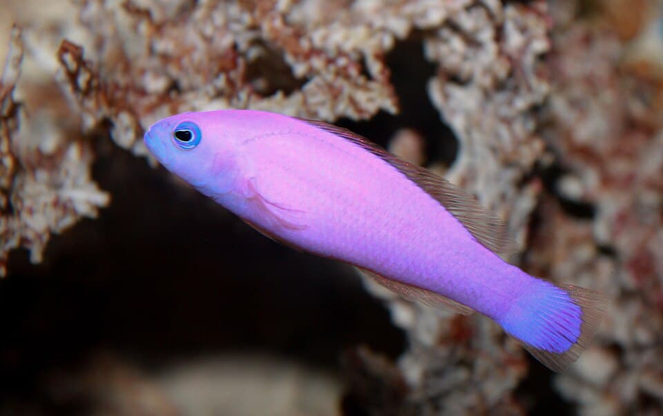 Strawberry Dottyback