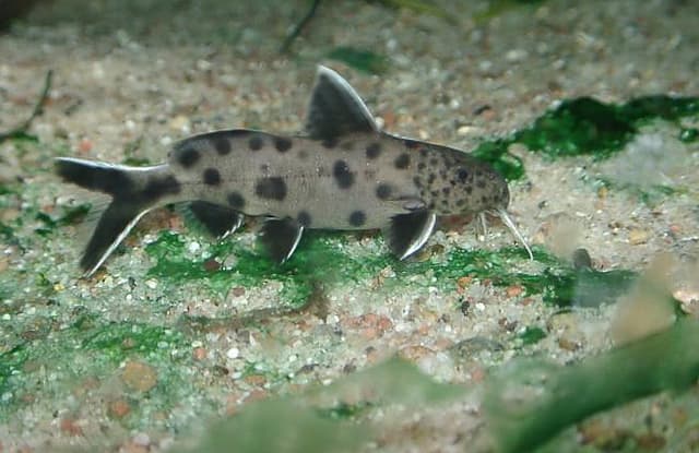 Cuckoo Catfish