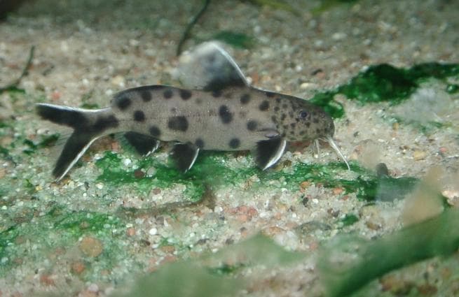 Cuckoo Catfish