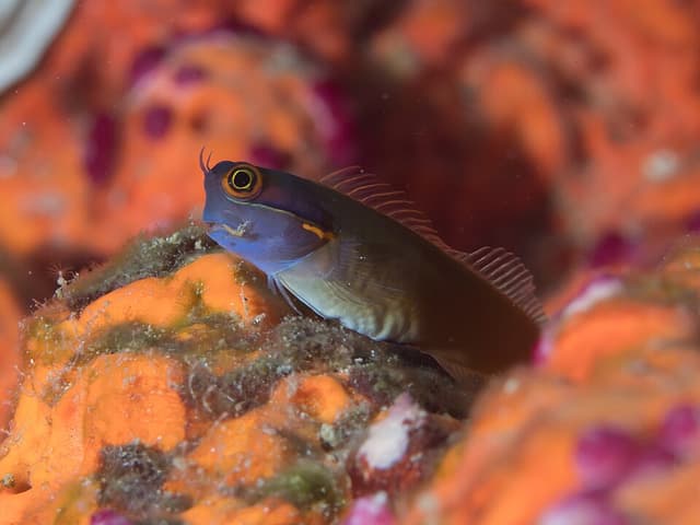 Tail Spot Blenny