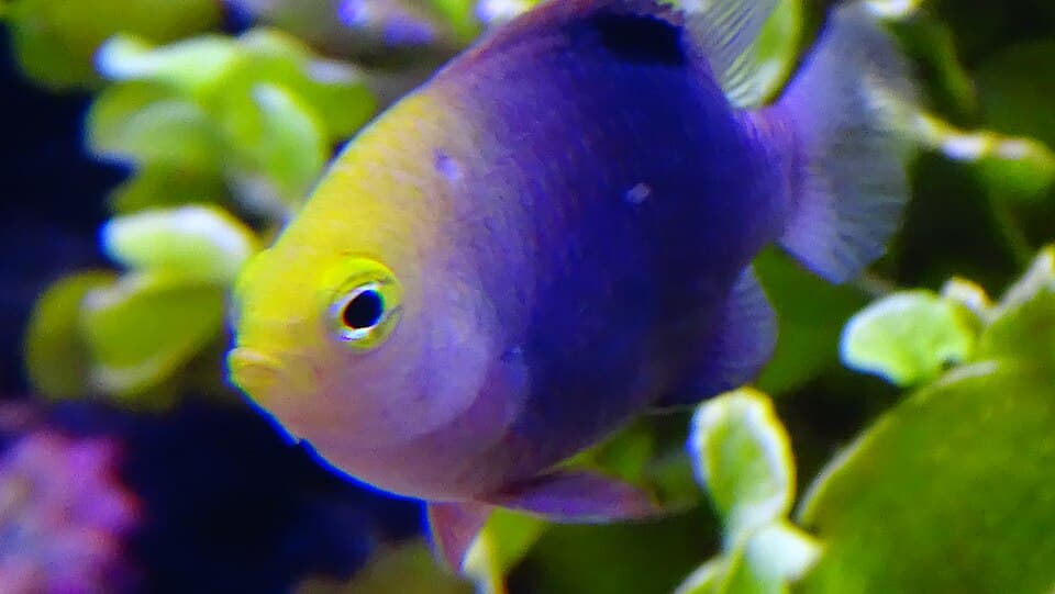Talbot's Damselfish