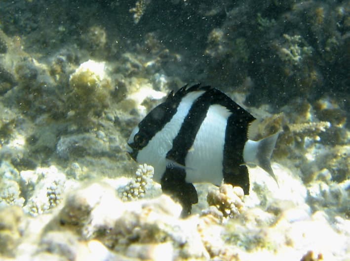 Three-Stripe Damselfish
