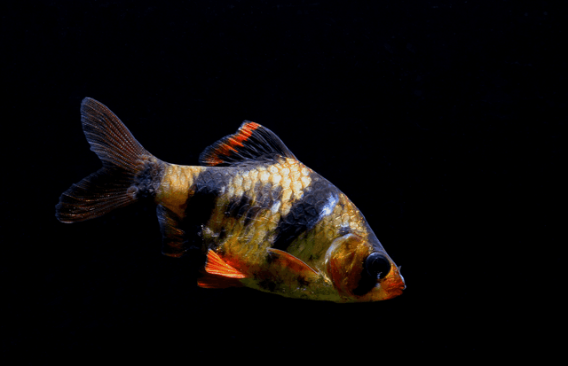 Tiger Barb