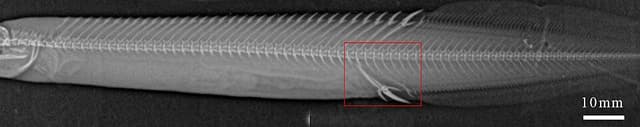 Tire Track Eel