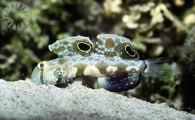 Two-Spot Goby