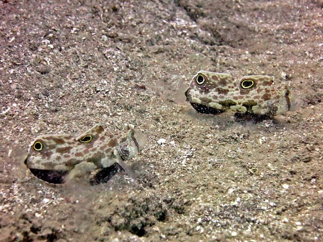 Two-Spot Goby