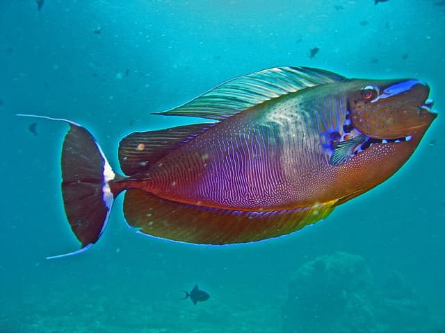 Vlamingii Tang