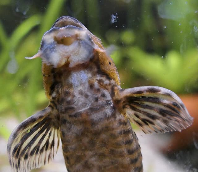 Whiptail Catfish