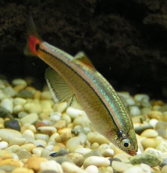 White Cloud Mountain Minnow