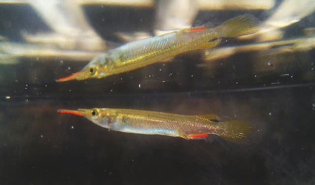 Wrestling Halfbeak