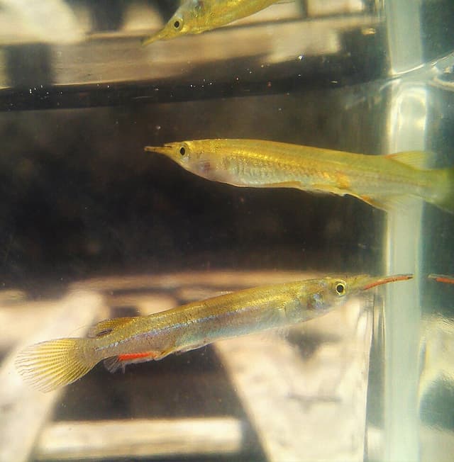 Wrestling Halfbeak