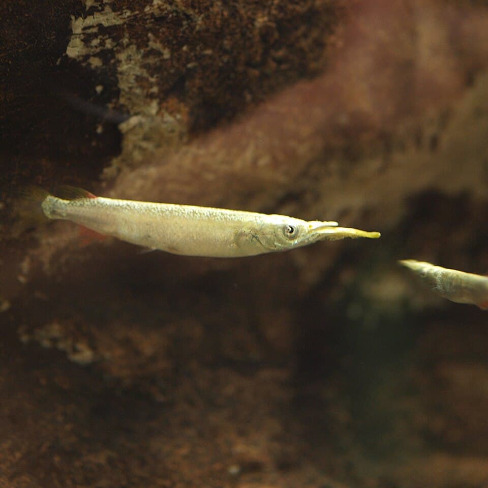 Wrestling Halfbeak