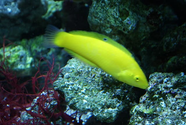 Yellow Coris Wrasse