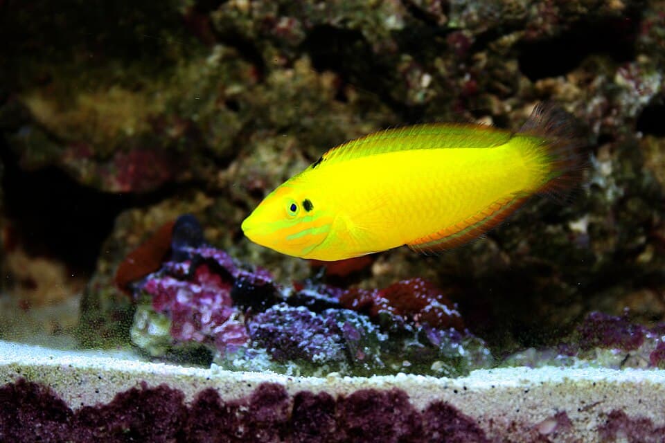 Yellow Coris Wrasse