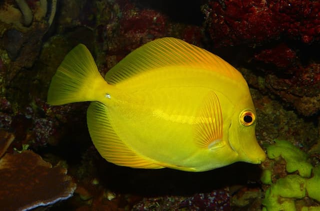 Yellow Tang