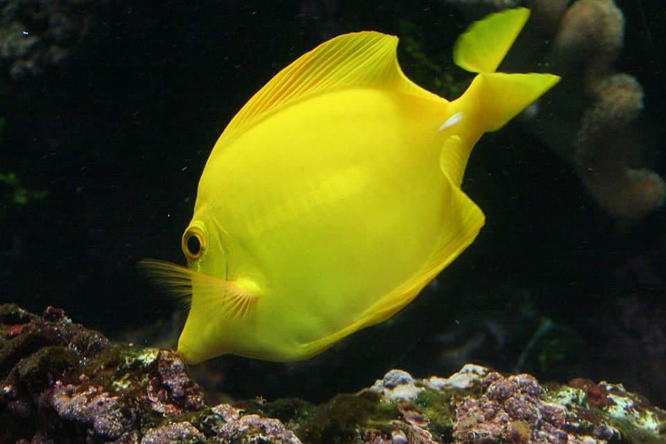 Yellow Tang