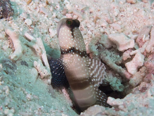 Yellow Watchman Goby