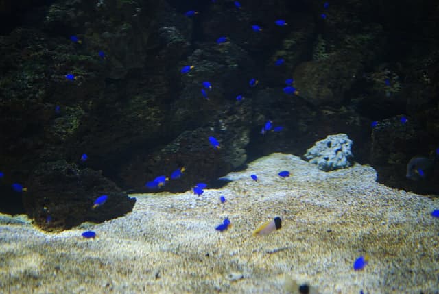 Yellowtail Damselfish