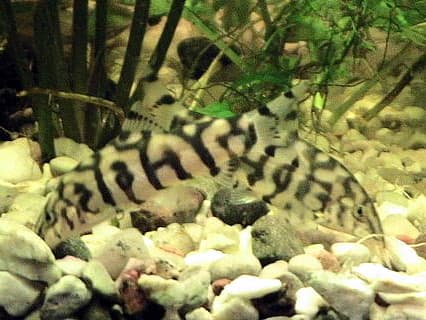 Yoyo Loach
