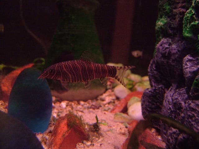 Zebra Loach
