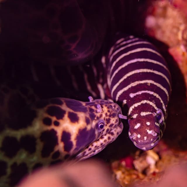 Zebra Moray Eel