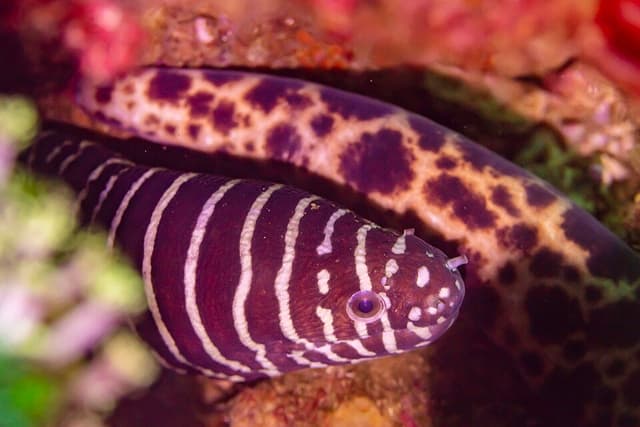 Zebra Moray Eel