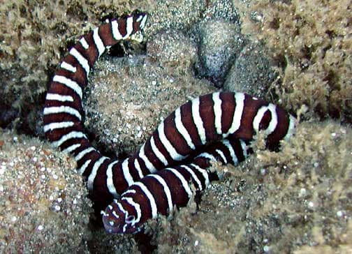 Zebra Moray Eel